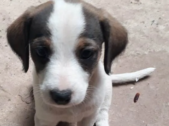 Cachorro ra a Vira lata idade 2 a 6 meses nome Filhotes