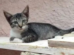 Gato raça SRD idade Abaixo de 2 meses nome Meggie