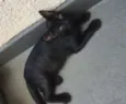 GATUNO
