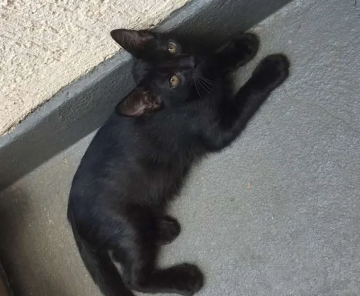 Gato ra a  idade 2 a 6 meses nome GATUNO