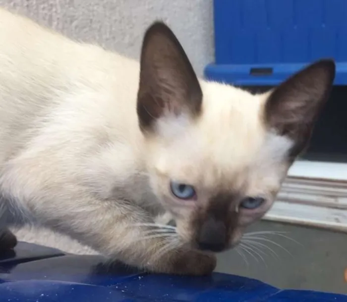 Gato ra a  idade 2 a 6 meses nome XERETA