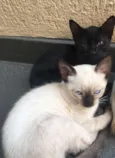 GATUNO E XERETA