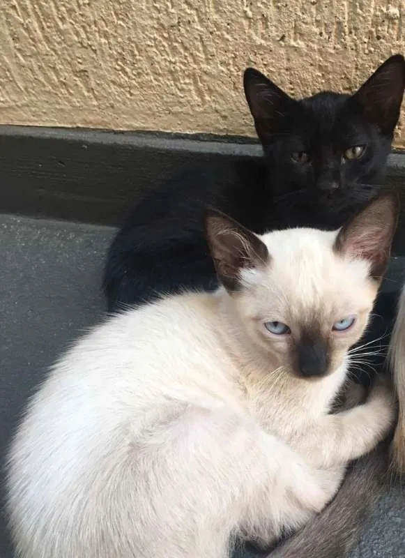 Gato ra a  idade 2 a 6 meses nome GATUNO E XERETA