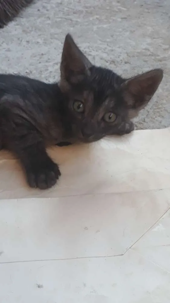 Gato ra a  idade 2 a 6 meses nome Princeso e mocinho