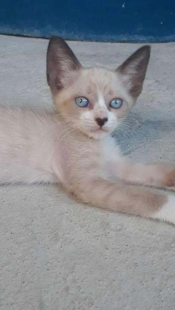Gato ra a  idade 2 a 6 meses nome Princeso e mocinho