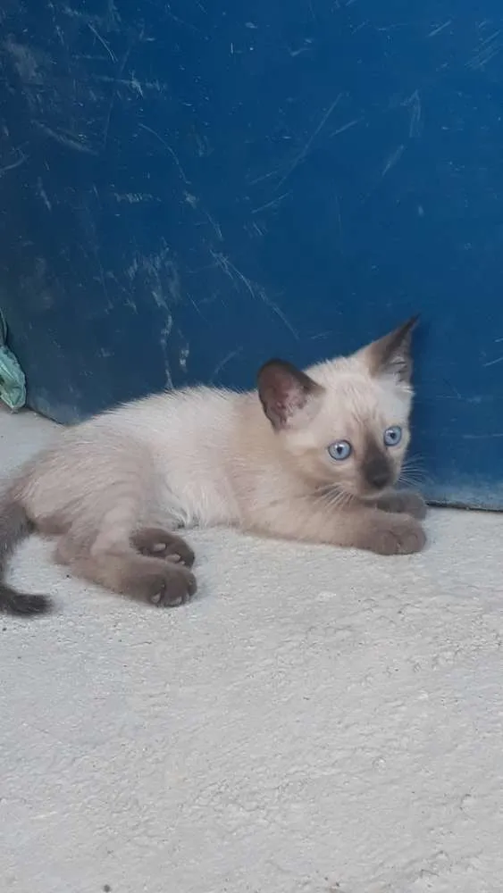 Gato ra a  idade 2 a 6 meses nome Princeso e mocinho