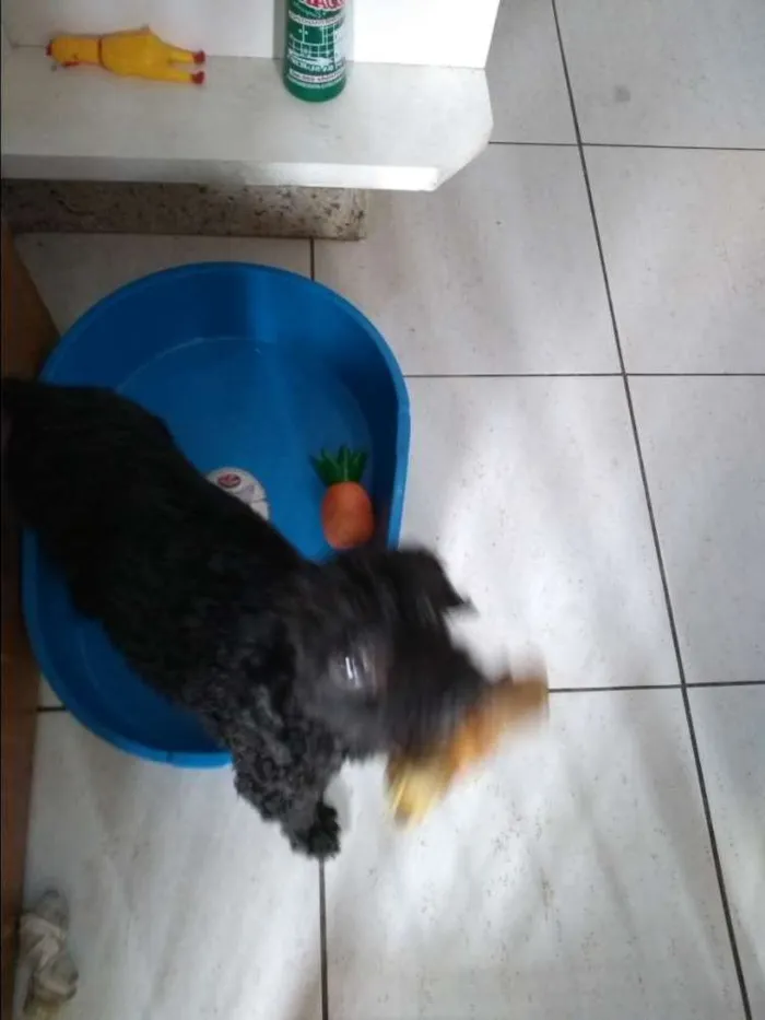Cachorro ra a Poodle idade 6 ou mais anos nome Theo