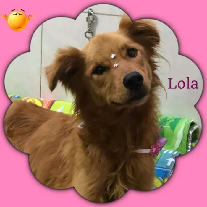 Cachorro ra a srd idade 2 anos nome Lola