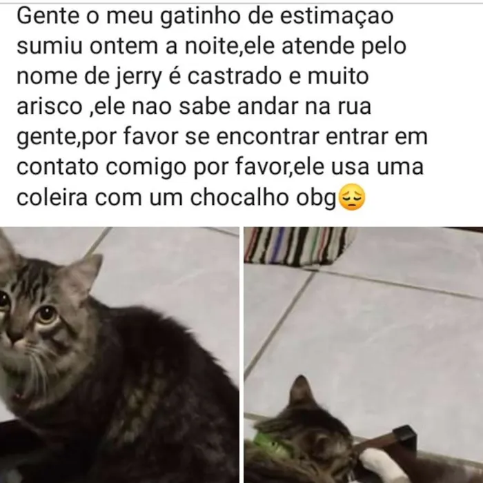 Gato ra a Srd idade 7 a 11 meses nome Jerry