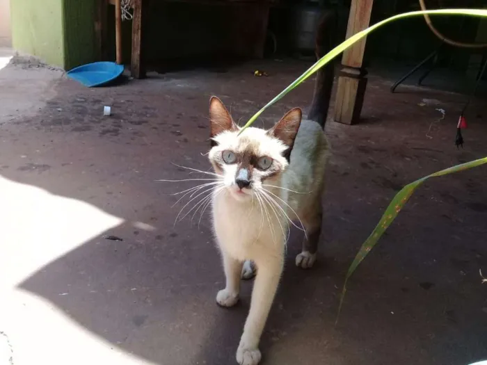 Gato ra a  idade Abaixo de 2 meses nome Sem nome 