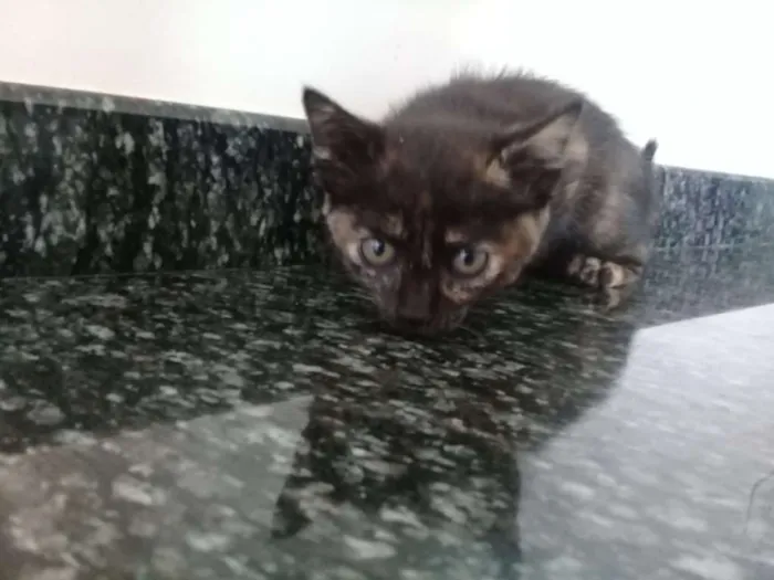 Gato ra a  idade Abaixo de 2 meses nome Sem nome 