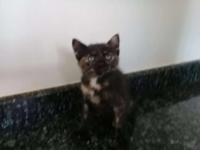 Gato ra a  idade Abaixo de 2 meses nome Sem nome 