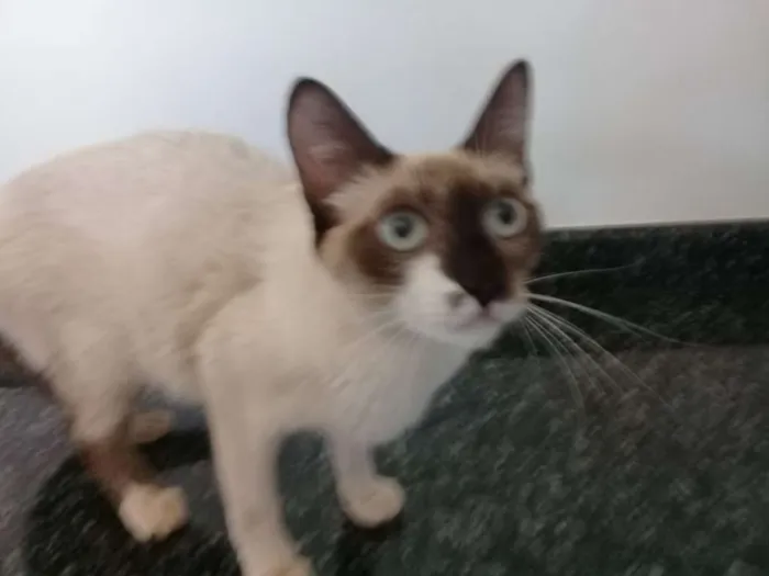 Gato ra a  idade Abaixo de 2 meses nome Sem nome 