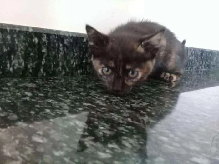 Gato ra a  idade Abaixo de 2 meses nome Sem nome 