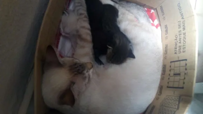 Gato raça  idade Abaixo de 2 meses nome Sem nomes