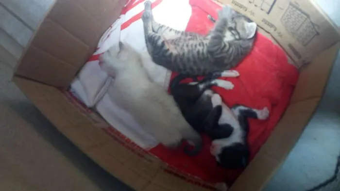 Gato raça  idade Abaixo de 2 meses nome Sem nomes