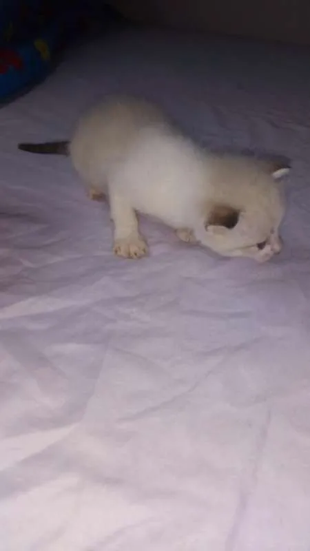 Gato raça  idade Abaixo de 2 meses nome Sem nomes