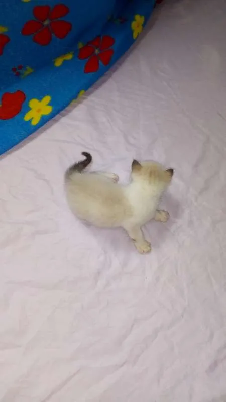 Gato raça  idade Abaixo de 2 meses nome Sem nomes