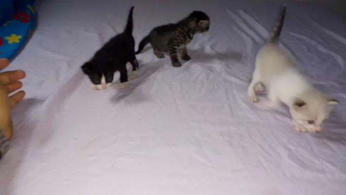 Gato raça  idade Abaixo de 2 meses nome Sem nomes