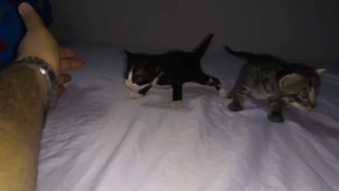 Gato raça  idade Abaixo de 2 meses nome Sem nomes