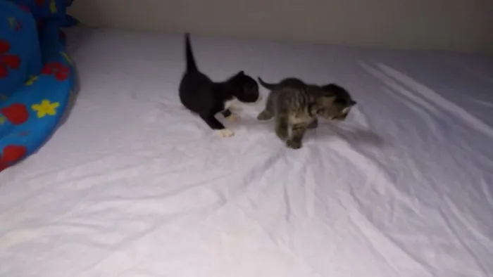Gato raça  idade Abaixo de 2 meses nome Sem nomes