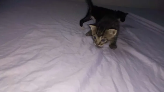 Gato raça  idade Abaixo de 2 meses nome Sem nomes