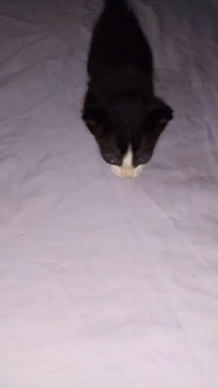 Gato raça  idade Abaixo de 2 meses nome Sem nomes