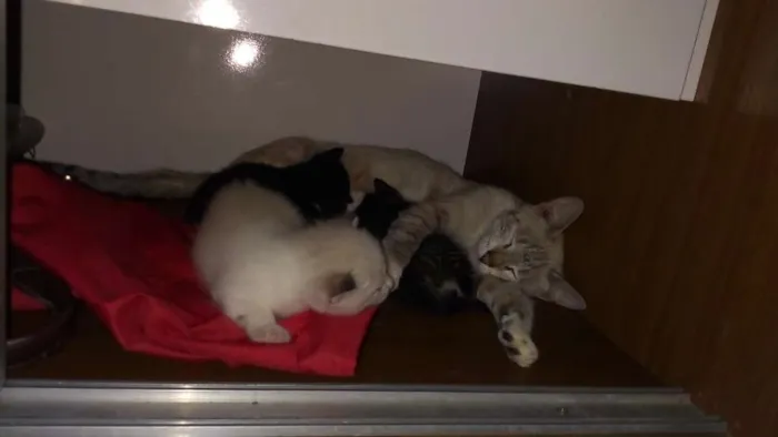 Gato raça  idade Abaixo de 2 meses nome Sem nomes