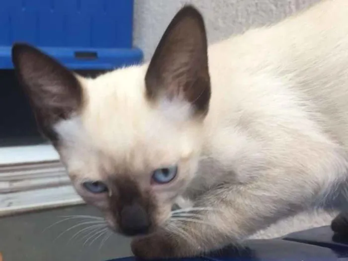 Gato ra a  idade 2 a 6 meses nome XERETA