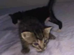 Gato raça  idade Abaixo de 2 meses nome Sem nomes