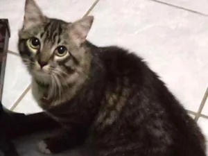 Gato raça Srd idade 7 a 11 meses nome Jerry