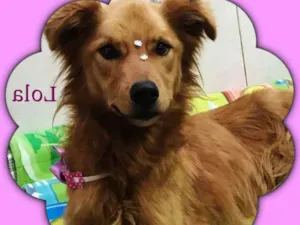 Cachorro raça srd idade 2 anos nome Lola