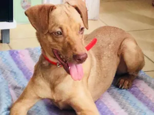 Cachorro raça SRD idade 1 ano nome Mickey