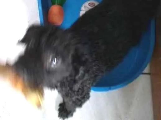 Cachorro ra a Poodle idade 6 ou mais anos nome Theo