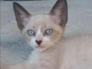 Gato raça  idade 2 a 6 meses nome Princeso e mocinho