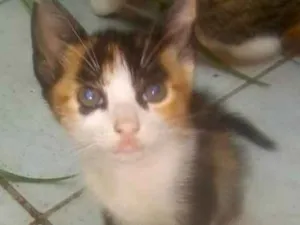 Gato raça SRD idade 2 a 6 meses nome Malhada e manchinha 
