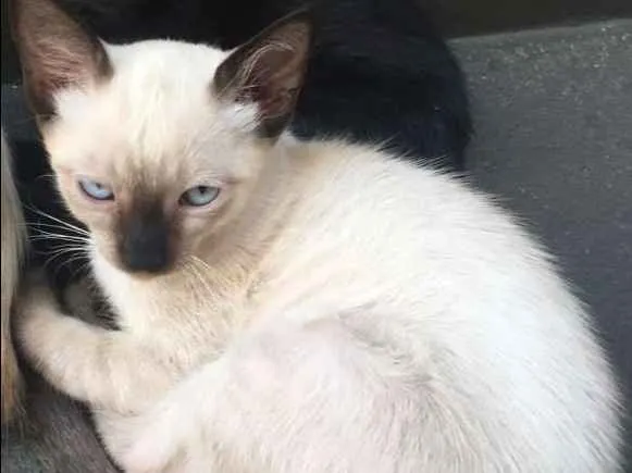 Gato ra a  idade 2 a 6 meses nome GATUNO E XERETA