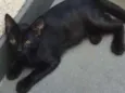GATUNO