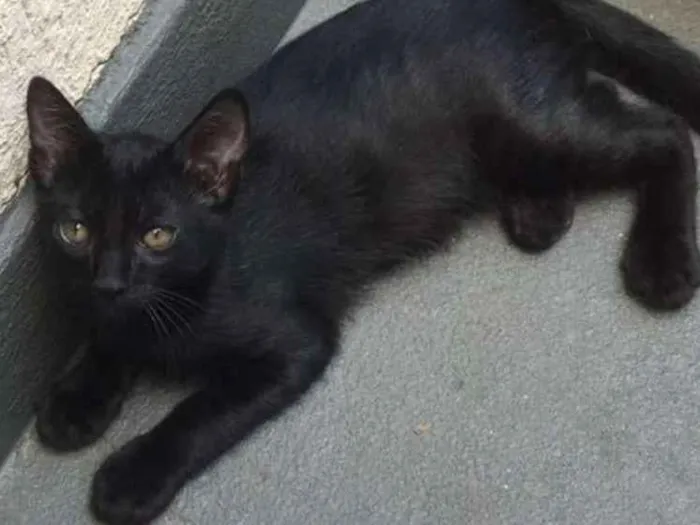 Gato ra a  idade 2 a 6 meses nome GATUNO