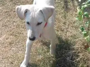 Cachorro raça Labrador  idade 1 ano nome Mailon