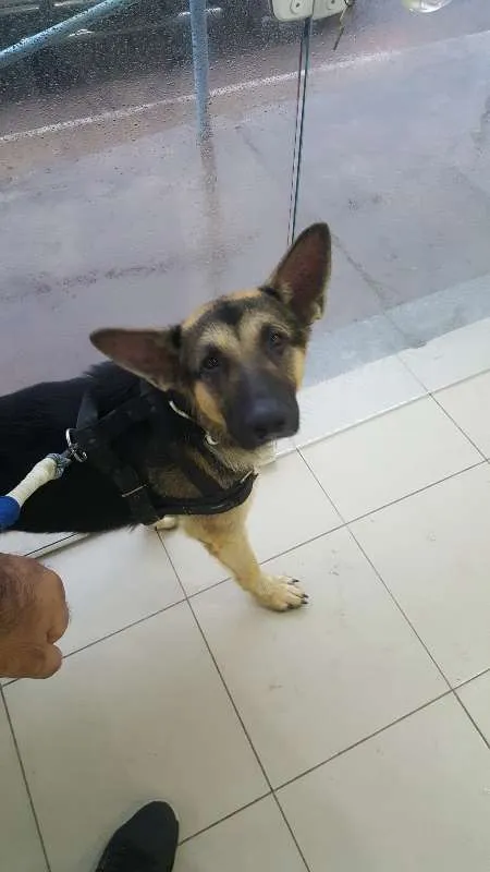 Cachorro raça Pastor Alemão idade 1 ano nome Jack