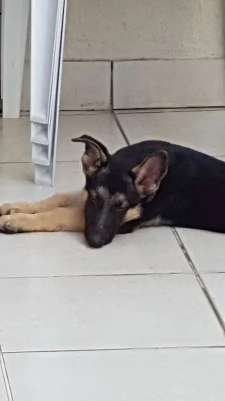 Cachorro raça Pastor Alemão idade 1 ano nome Jack
