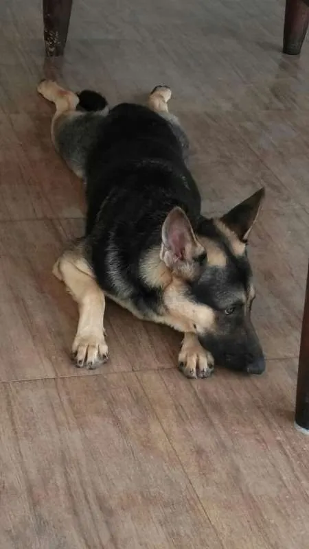 Cachorro raça Pastor Alemão idade 1 ano nome Jack