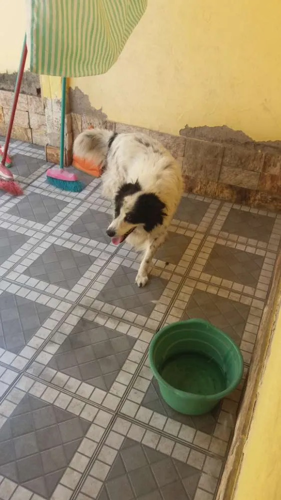 Cachorro ra a Vira lata idade 6 ou mais anos nome Lyon