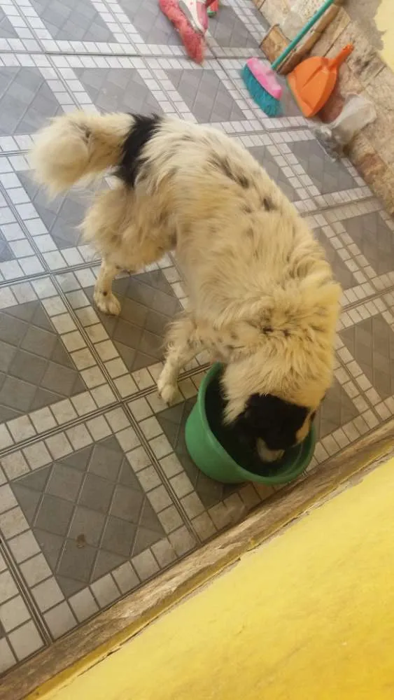 Cachorro ra a Vira lata idade 6 ou mais anos nome Lyon