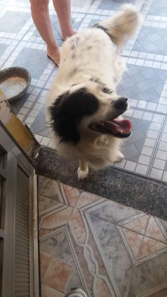 Cachorro ra a Vira lata idade 6 ou mais anos nome Lyon