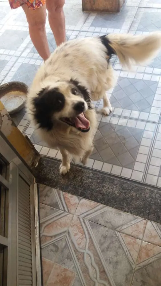 Cachorro ra a Vira lata idade 6 ou mais anos nome Lyon