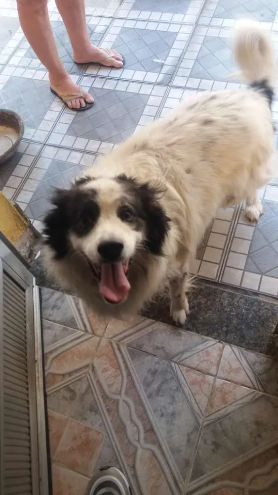 Cachorro ra a Vira lata idade 6 ou mais anos nome Lyon