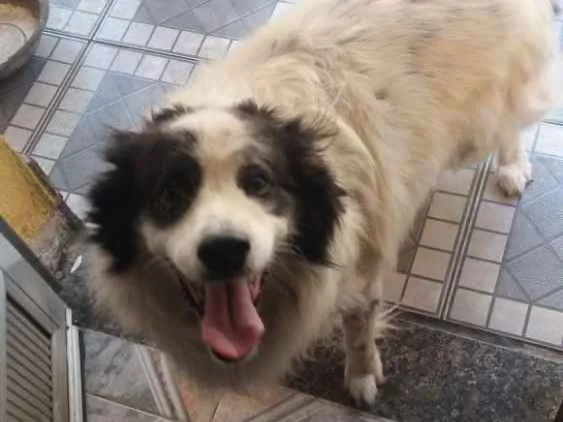 Cachorro ra a Vira lata idade 6 ou mais anos nome Lyon