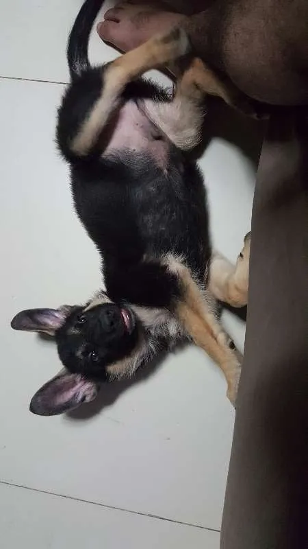Cachorro raça Pastor Alemão idade 1 ano nome Jack